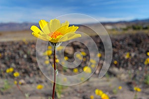 Desert sunflower, Death Valley National Park, USA