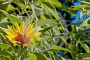 Desert sunflower with two western honey bees