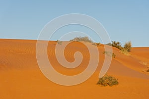 Desert at sunrise brings out bold burnt orange colored sand making a great desert landscape in the United Arab Emirates