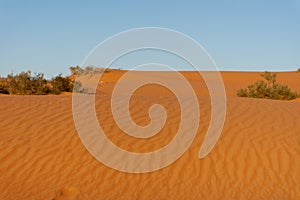 Desert at sunrise brings out bold burnt orange colored sand making a great desert landscape in the United Arab Emirates