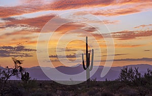 Desert Sunrise With Cactus & Purple Mountains
