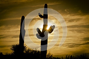 Desert sunrise saguaro cactus tree