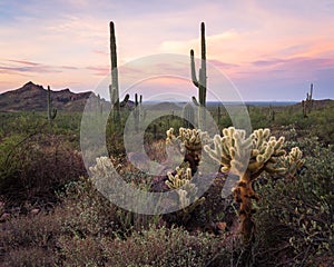 Desert sunrise scene with saguaro, cholla cacti, and other desert plants in San Tan Valley, Arizona photo