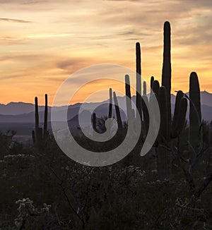 Desert sunset in Arizona