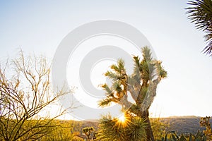 A desert sunset - Joshua Tree