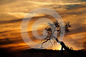 Desert sunset, Kalahari desert