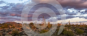 Desert Sunset Landscape With Cactus & Mountains