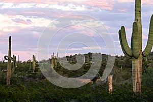 Desert Sunset Landscape in southern Arizona
