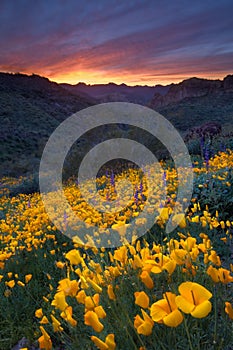 Desert Sunset and Poppies