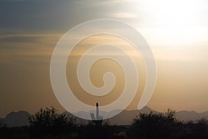 A desert sunset with a saguaro cactus silhouetted against the evening sky in the Sonoran