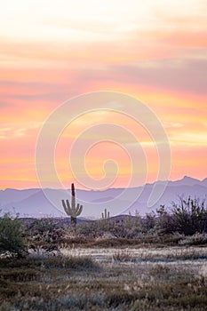 A desert sunset with a saguaro cactus silhouetted against the evening sky in the Sonoran