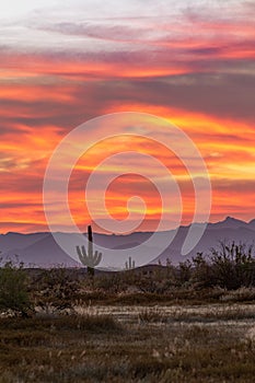 A desert sunset with a saguaro cactus silhouetted against the evening sky in the Sonoran