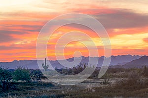 A desert sunset with a saguaro cactus silhouetted against the evening sky in the Sonoran