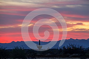 A desert sunset with a saguaro cactus silhouetted against the evening sky in the Sonoran