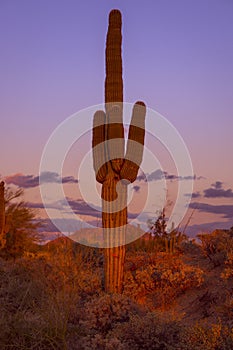 Desert sunset saguaro cactus tree