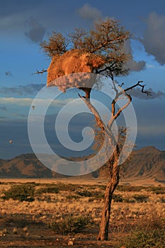 Desert sunset social weavers nest namibia