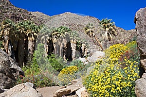 Desert super bloom, California