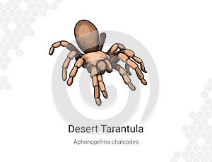 Desert Tarantula - Aphonopelma chalcodes illustration