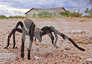 A Desert Tarantula Bigger Than a House