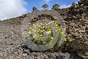 Desert in Tenerife. Lunar landscape in Tenerife national park.Volcanic mountain scenery, Teide National Park, Canary islands, Spai