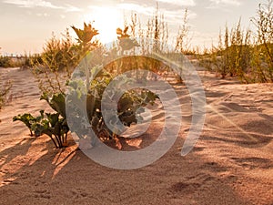 The desert thorns at sunset. desert plants and red sun.