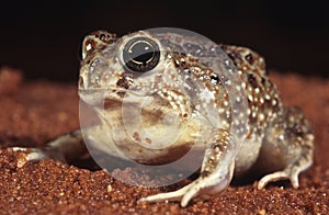 Desert toad