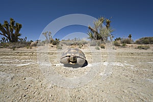 Desert Tortoise