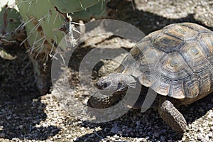 Desert Tortoise