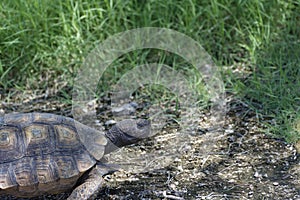 Desert Tortoise