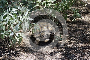 Desert Tortoise