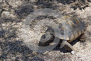 Desert Tortoise