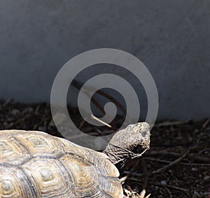 Desert Tortoise