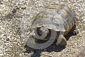 Desert Tortoise