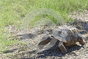 Desert Tortoise