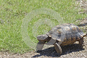 Desert Tortoise