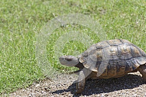 Desert Tortoise