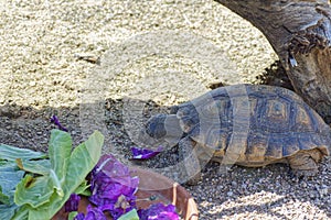 Desert Tortoise