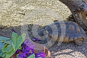 Desert Tortoise