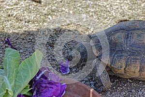 Desert Tortoise