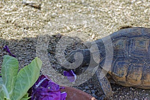 Desert Tortoise