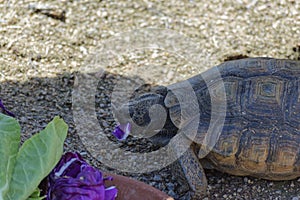 Desert Tortoise