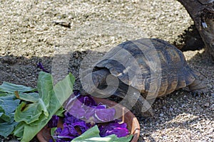 Desert Tortoise