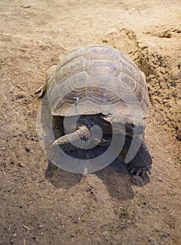 Desert Tortoise