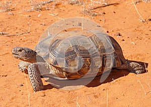 Desert Tortoise, Gopherus agassizi photo