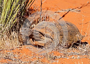 Desert Tortoise, Gopherus agassizi