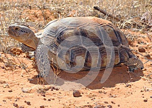 Desierto tortuga 