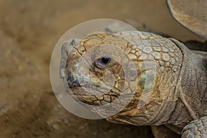 The desert tortoise Gopherus agassizii. Gopherus agassizii is distributed in western Arizona, southeastern California, southern photo