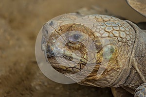 The desert tortoise Gopherus agassizii. Gopherus agassizii is distributed in western Arizona, southeastern California, southern