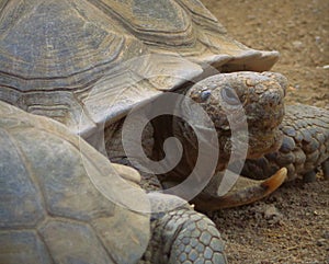 Desert Tortoise Gopherus agassizii photo