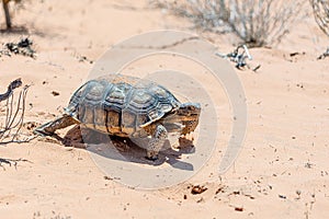 Desert Tortoise, Gopherus agassizii, in the sandy Nevada desert photo
